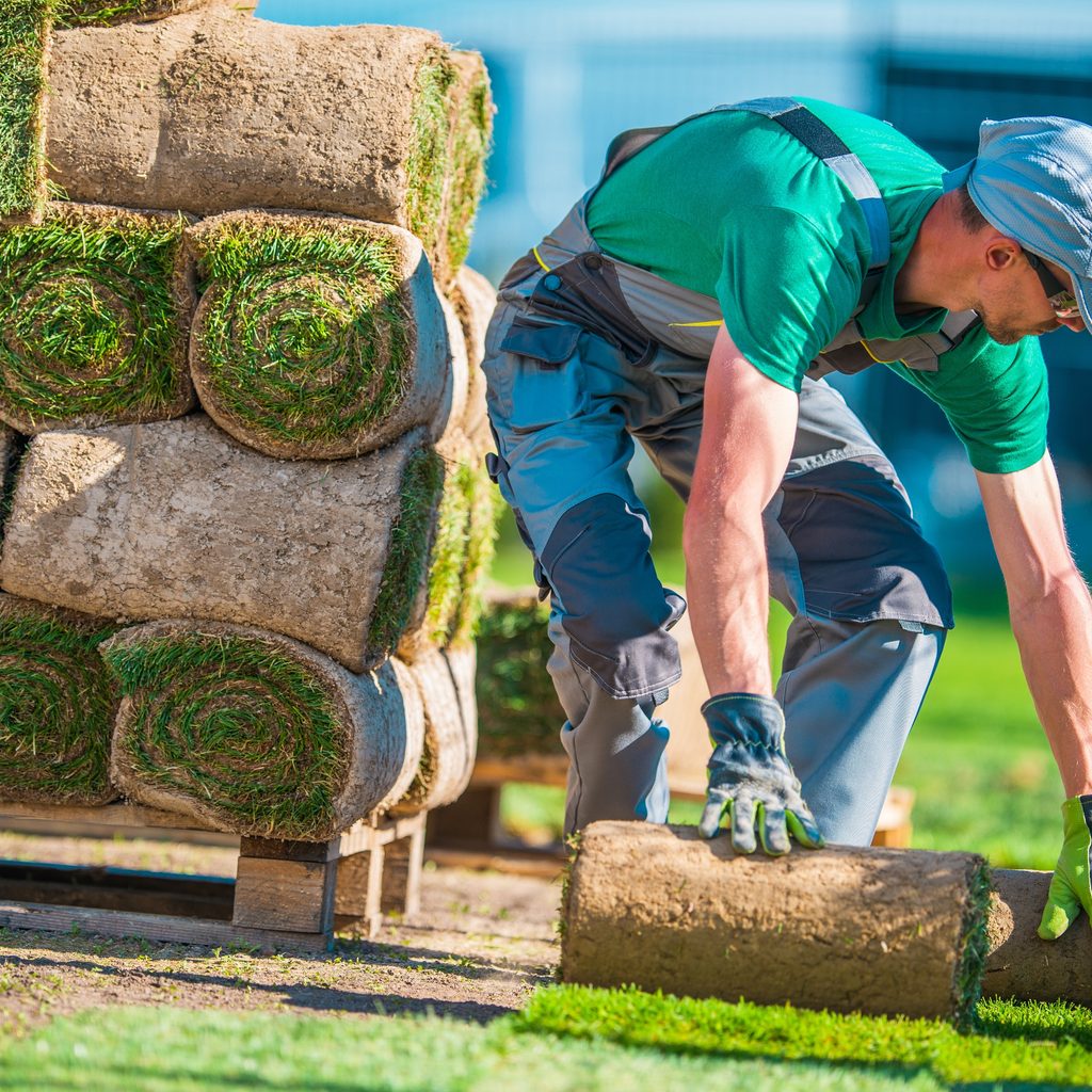 Man installing natural grass Turf