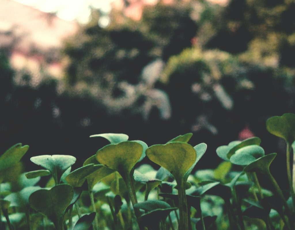 garden-leaves-spring