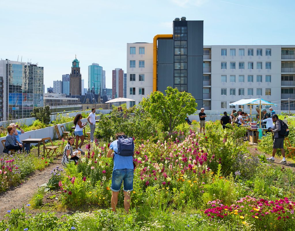 A green roof in an urban setting