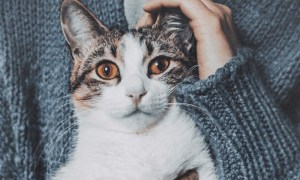 1837 person holding a short fur white cat