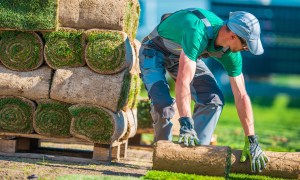 Man installing natural grass Turf
