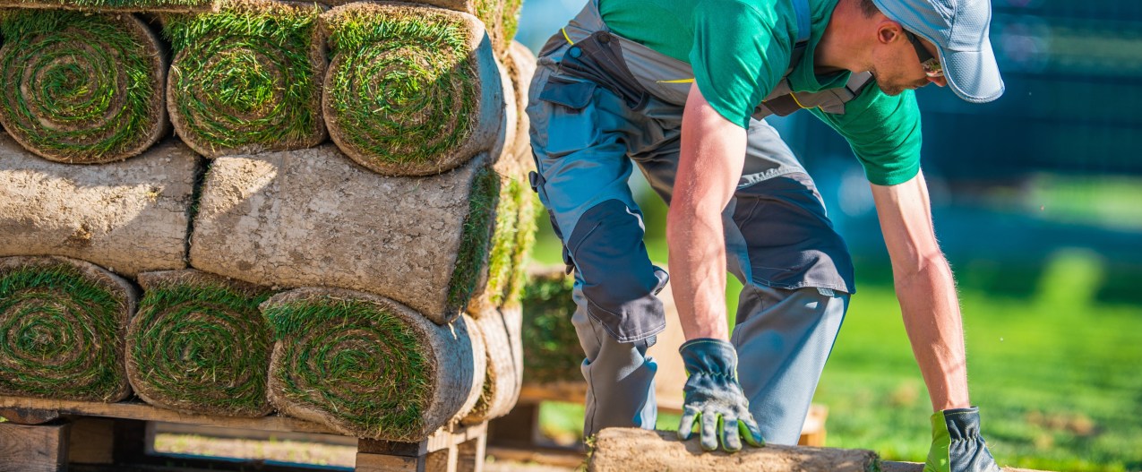Man installing natural grass Turf