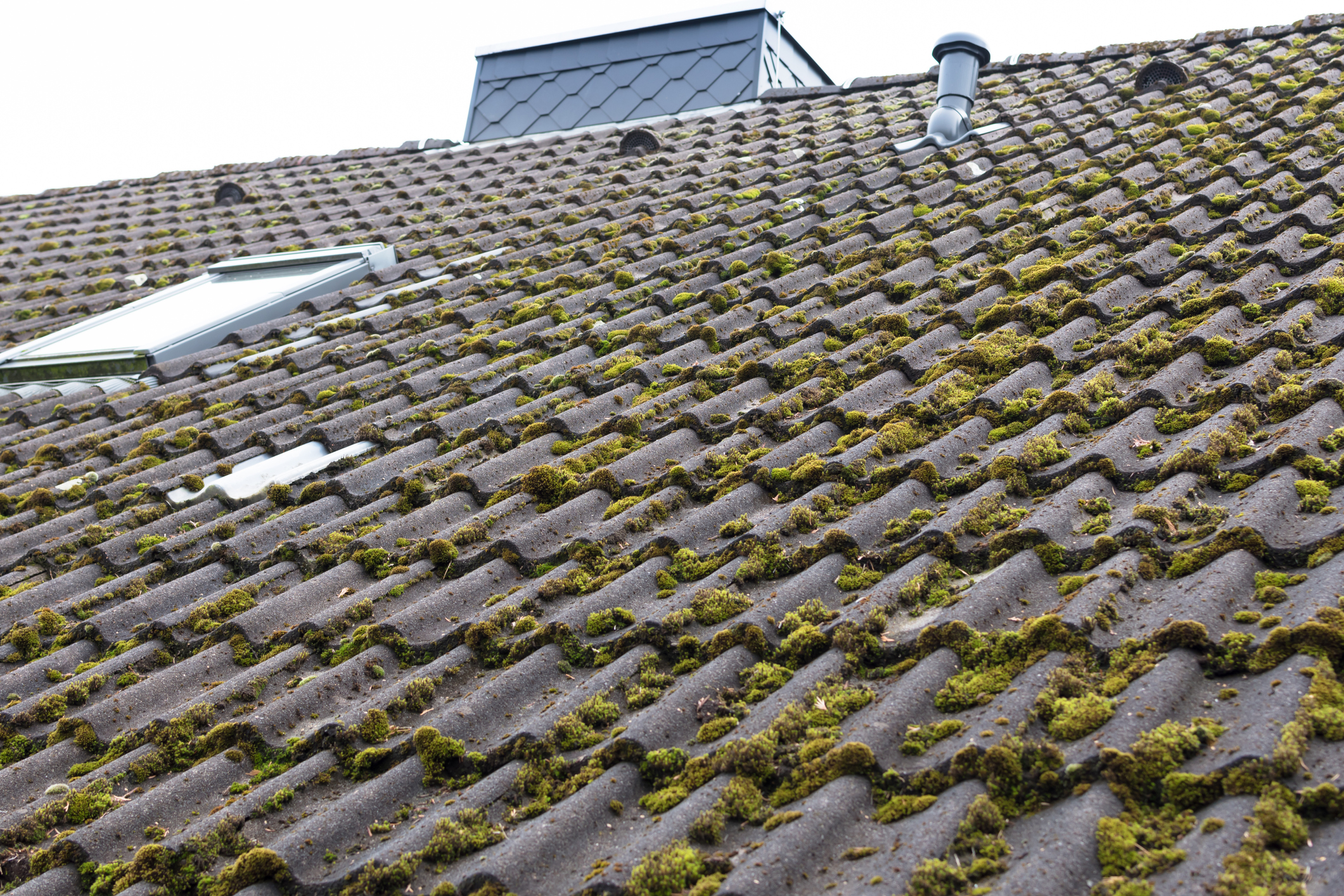 Moss on a roof