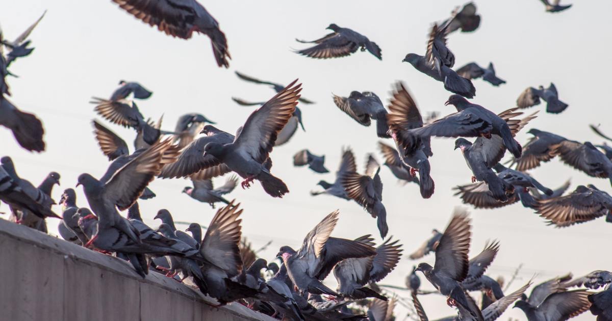 How to keep pigeons off your roof Here are some solutions ToughJobs