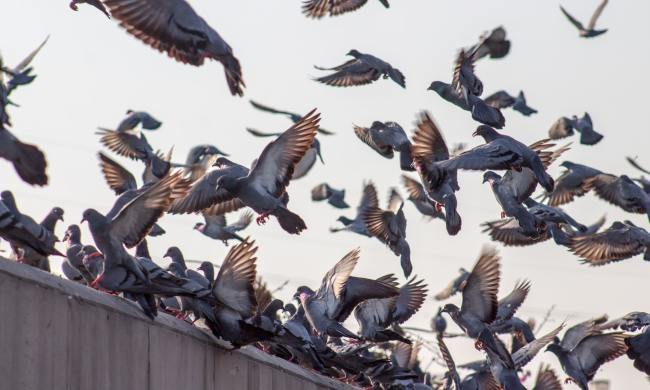 Pigeons flying off of a roof