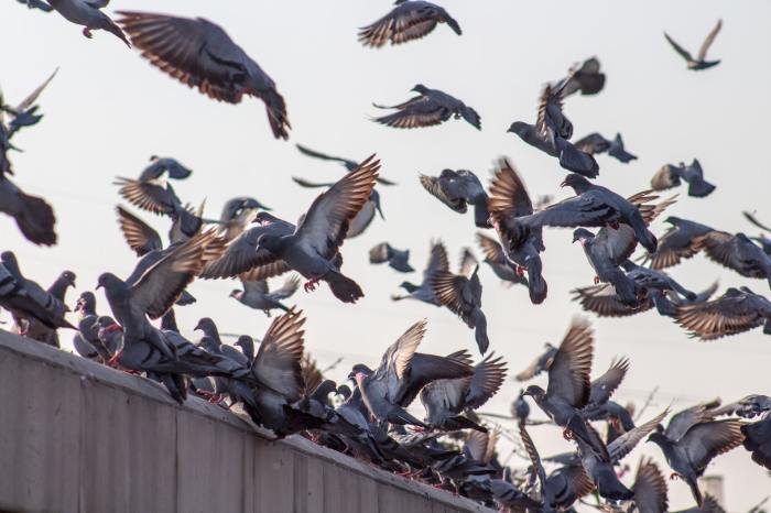 Pigeons flying off of a roof